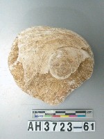 藏品(螺蓋製貝刮器)的圖片